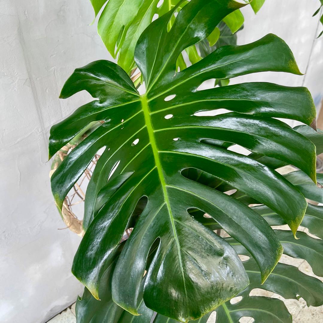 超特大 根上がり モンステラ 11号 グラスファイバー陶器鉢 植え込み