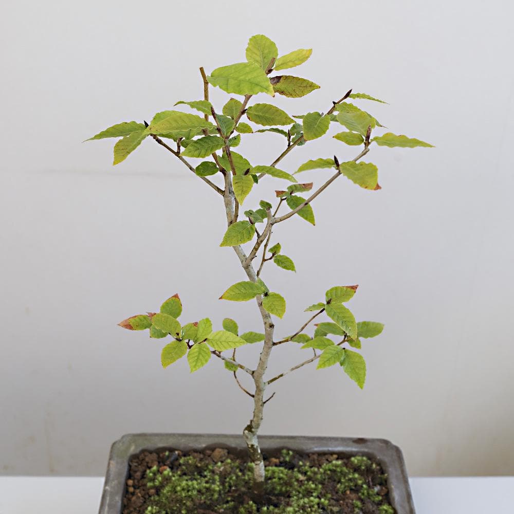 富士ブナ　盆栽（タキイの苗を購入）