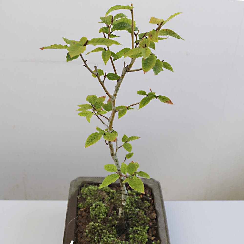 富士ブナ　盆栽（タキイの苗を購入）