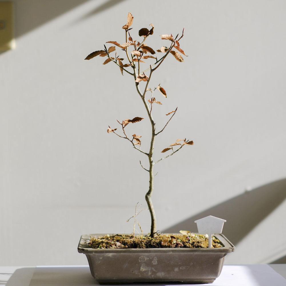 富士ブナ　盆栽（タキイの苗を購入）