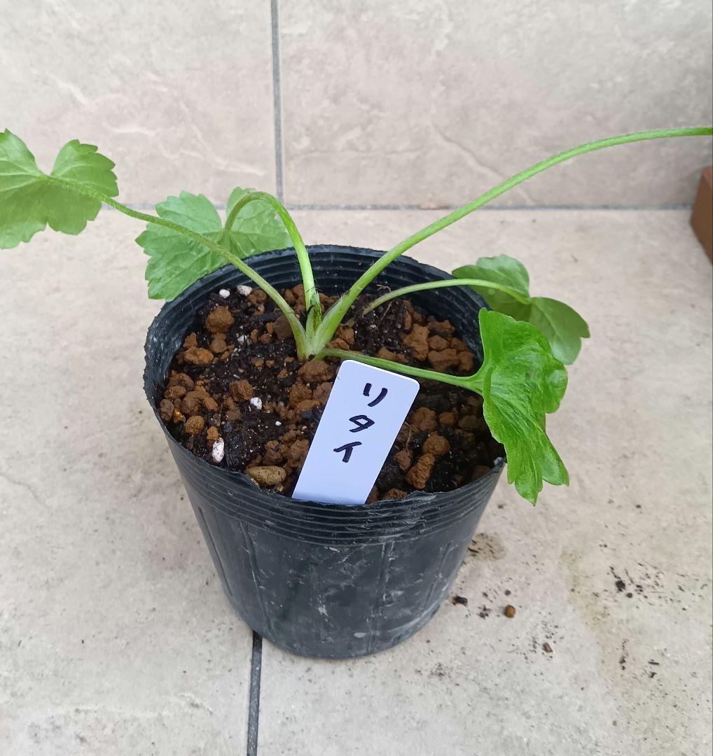 専用商品　ラナンキュラスラックス　8種セット②