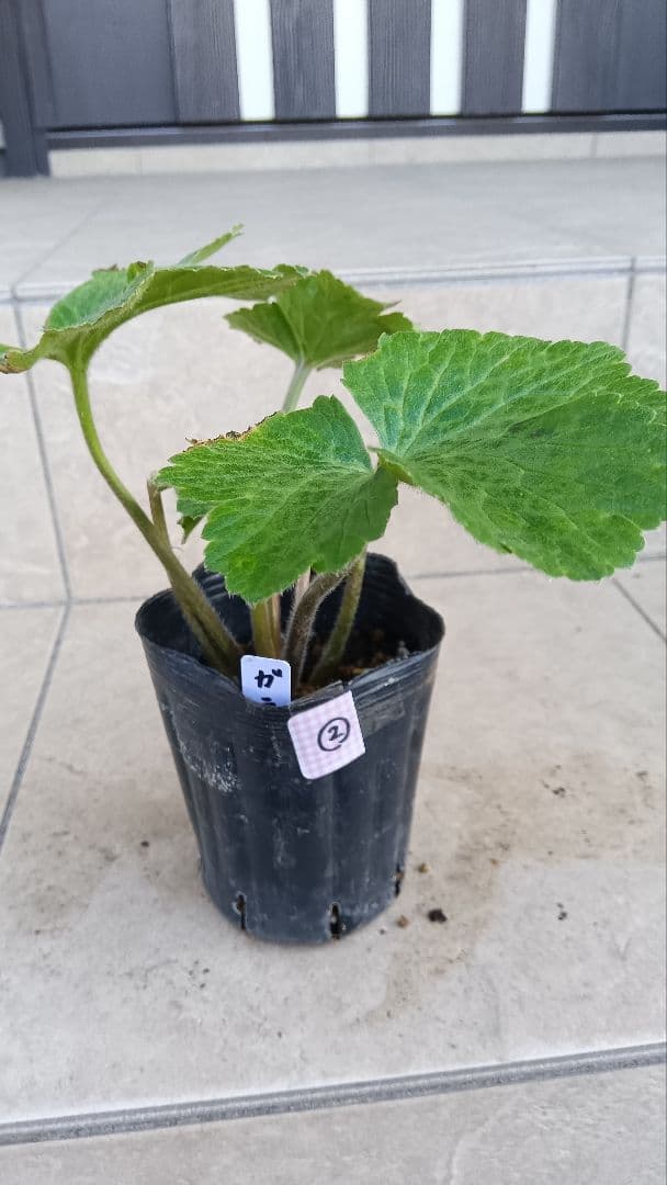 専用商品　ラナンキュラスラックス　8種セット②