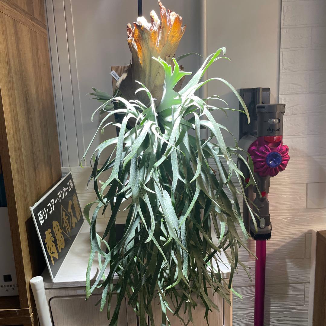 ビカクシダ P.willinckii Polaris ポラリス　子株　#2