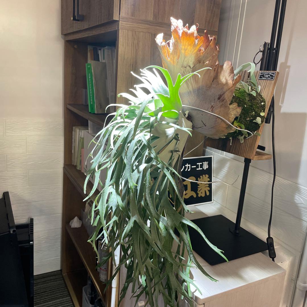 ビカクシダ P.willinckii Polaris ポラリス　子株　#2