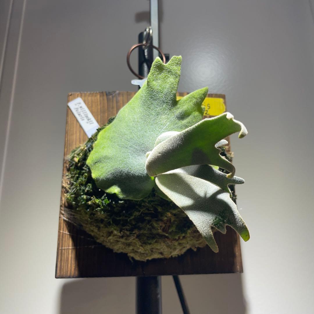 ビカクシダ P.willinckii Polaris ポラリス　子株　#2