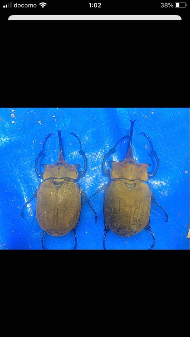 レア種！標本　エレファス・オキシデンタリス♂102、112mmセット