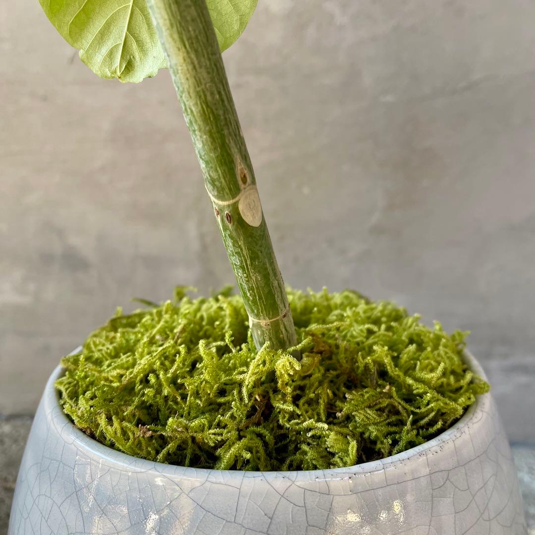 フィカス ウンベラータ 螺旋 天然苔仕立て 瑞雲-ずいうん- 陶器鉢 植え込み