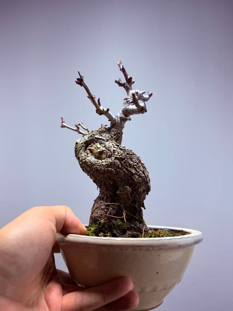 【ガチ盆栽】相梨　小品盆栽　激古