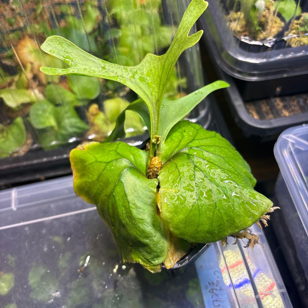 リドレイワイドフォーム 胞子培養 ビカクシダ - メルカリ