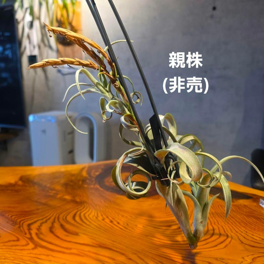 珍品！親株はヴィヴィパラ 希少 チランジア エアープランツ【カーリースリム】
