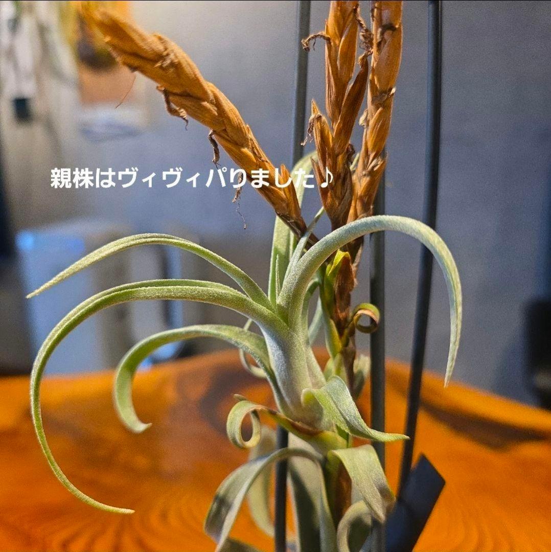 珍品！親株はヴィヴィパラ 希少 チランジア エアープランツ【カーリースリム】