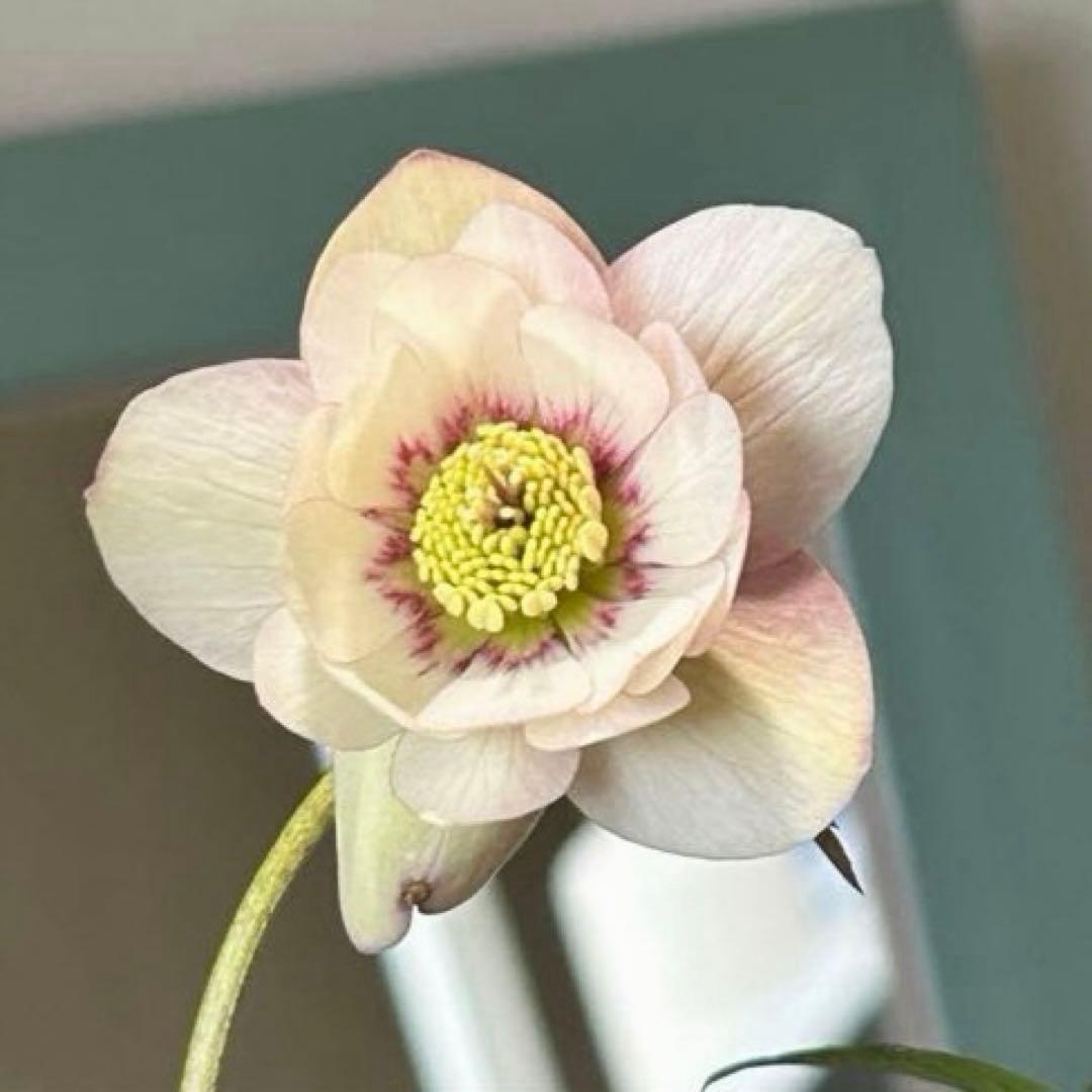 クリスマスローズ　静　ウィンターシンフォニー　セレクトダブル 《12/20》