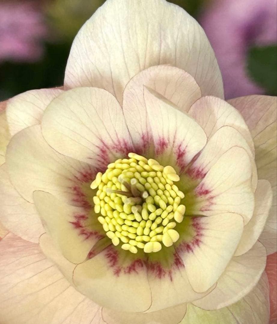 クリスマスローズ　静　ウィンターシンフォニー　セレクトダブル 《12/20》