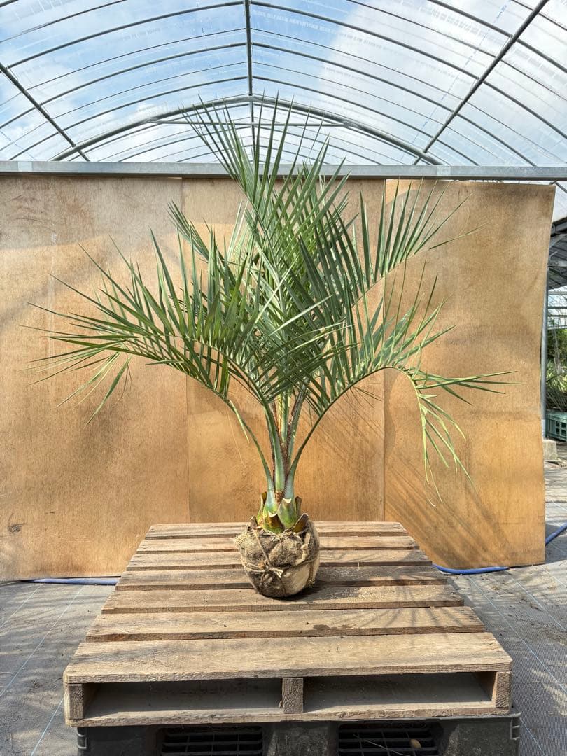 ふ*ん様 ココスヤシシルバーリーフ【極太】葉先150cm幹回り60cm 幹高