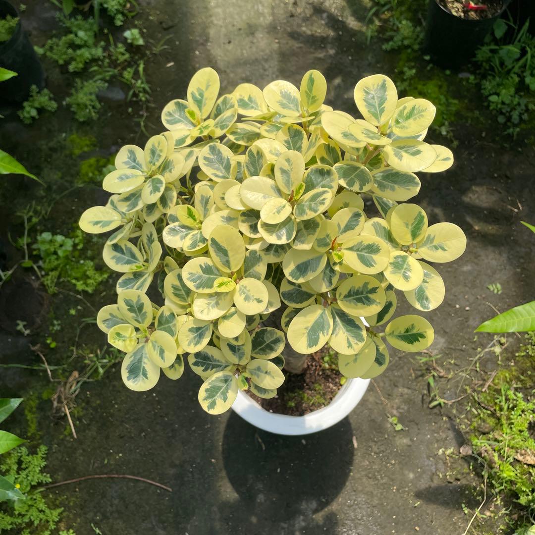 パンダガジュマル 斑入り 希少 接木 8号サイズ - メルカリ