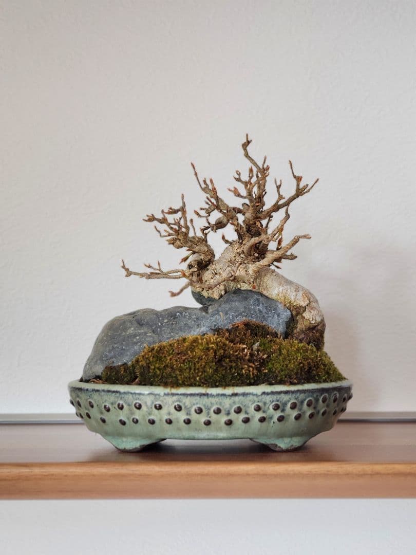 盆栽　小品盆栽　楓　石付き盆栽　苔　盆栽鉢　鉢　石