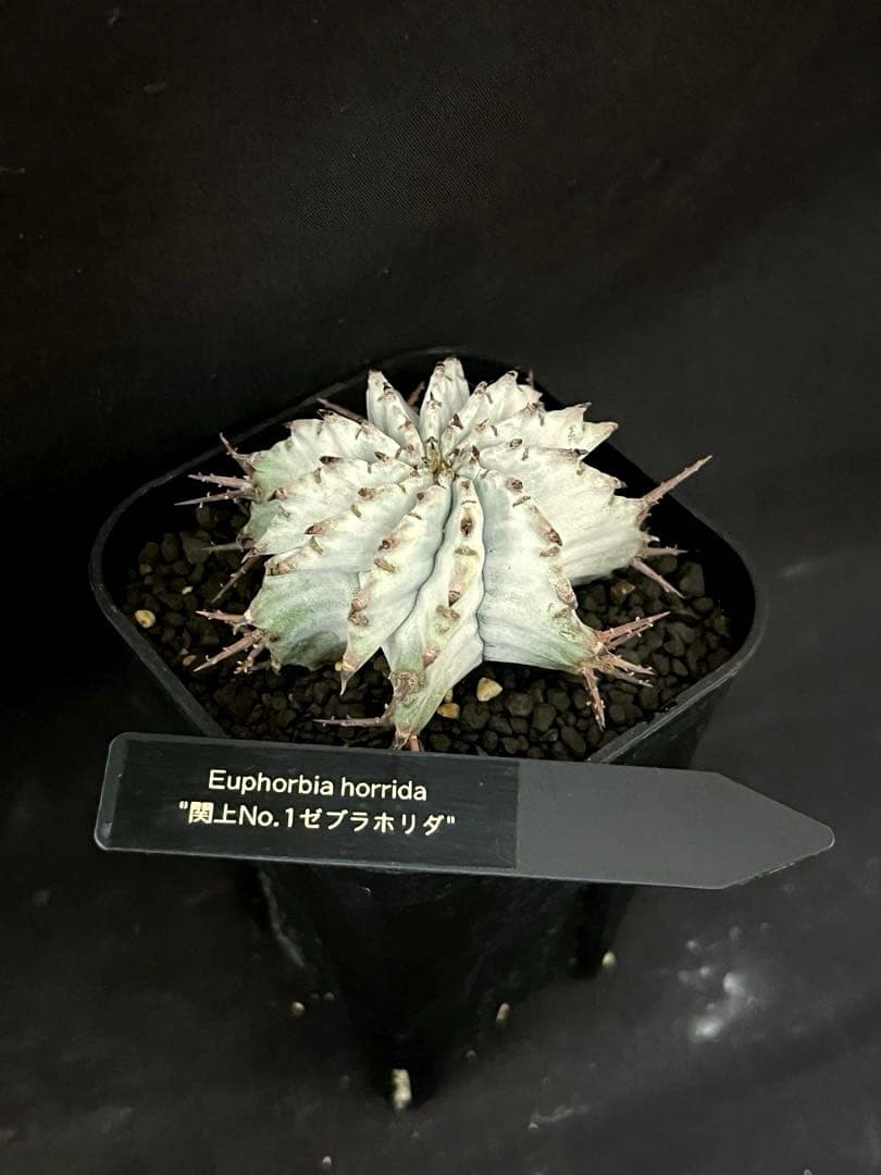 ユーフォルビア ホリダ 関上No.1ゼブラホリダ純血統 S胴太 大サイズSSS