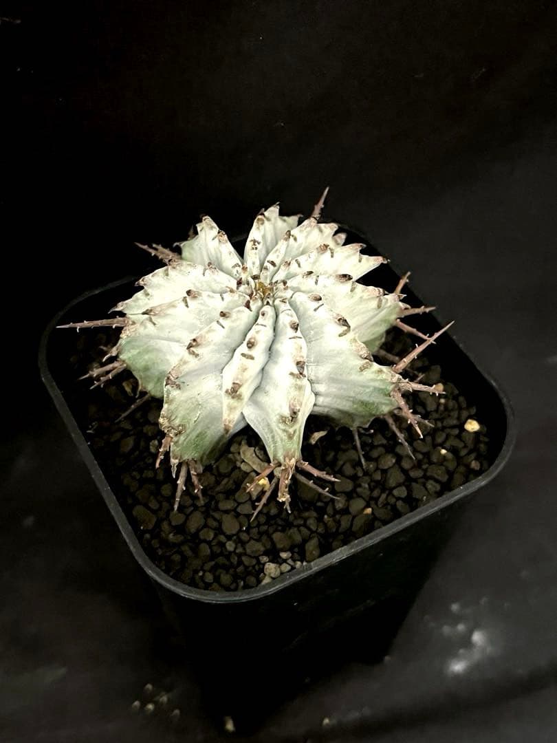 ユーフォルビア ホリダ 関上No.1ゼブラホリダ純血統 S胴太 大サイズSSS