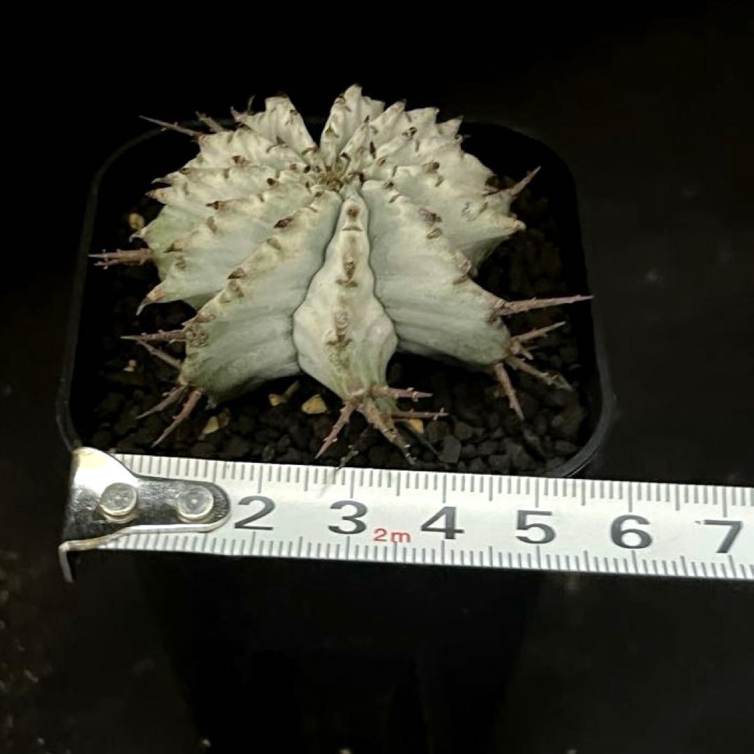 ユーフォルビア ホリダ 関上No.1ゼブラホリダ純血統 S胴太 大サイズSSS