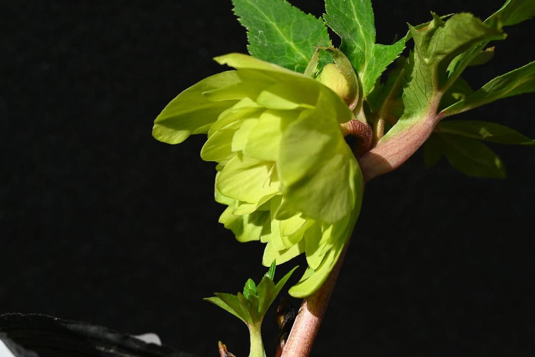 クリスマスローズ　初出品 グロッシーメロンゴールド　加藤農園