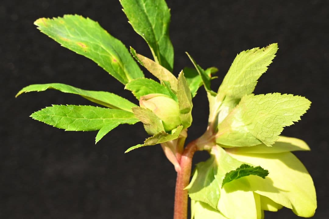 クリスマスローズ　初出品 グロッシーメロンゴールド　加藤農園