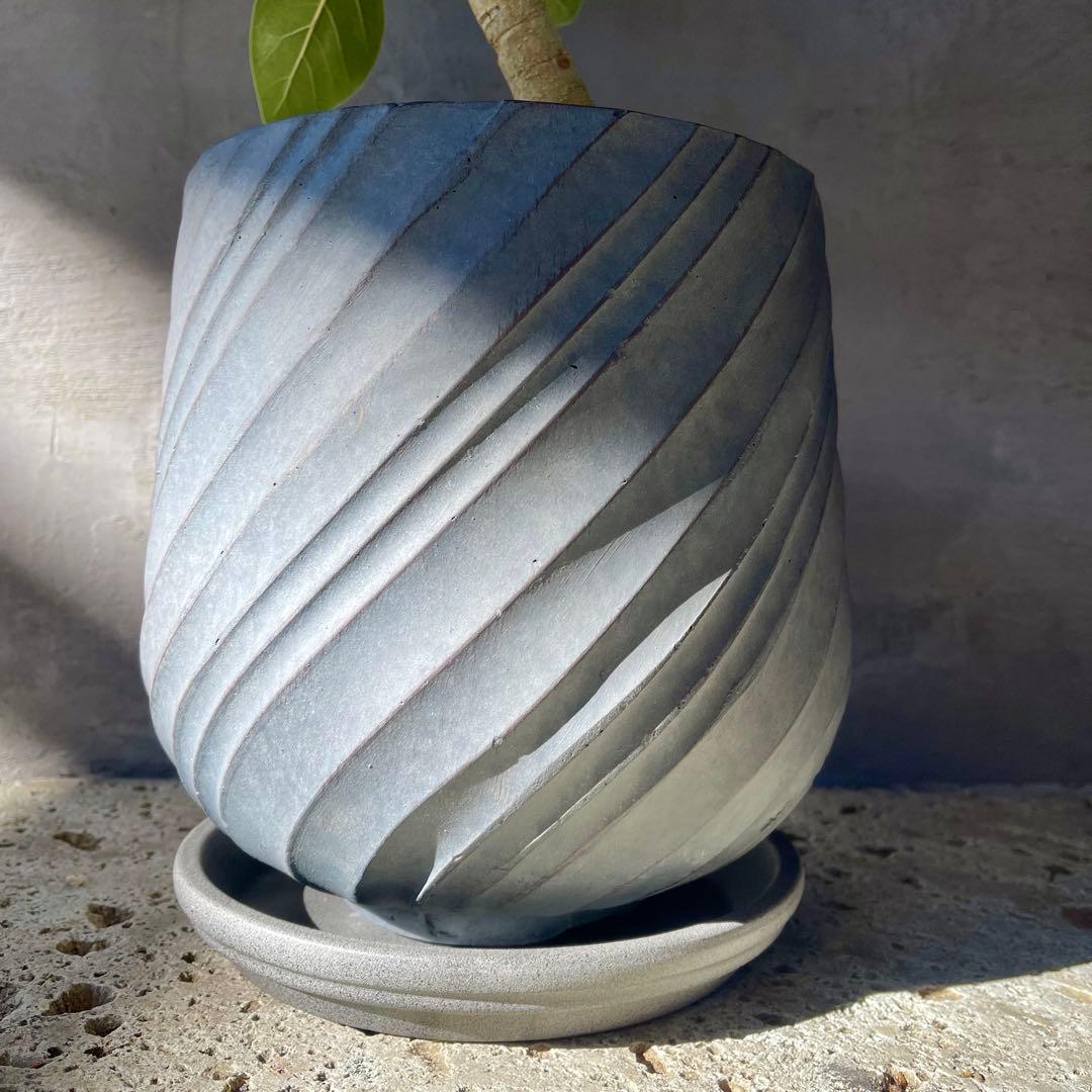 フィカス　ベンガレンシス　オードリー　8号　陶器鉢　植え込み発送