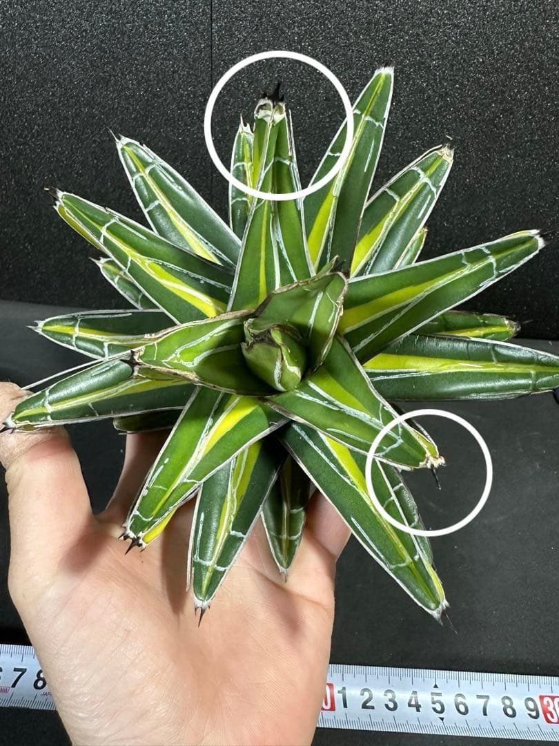 どんぐりこっこ様おまとめ10000円