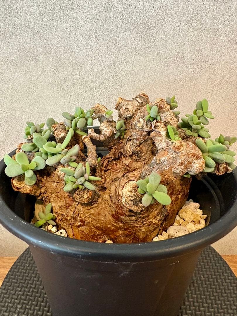 【大株】ケラリア・ピグマエア（Ceraria pygmaea）鉢ごと　発根済み