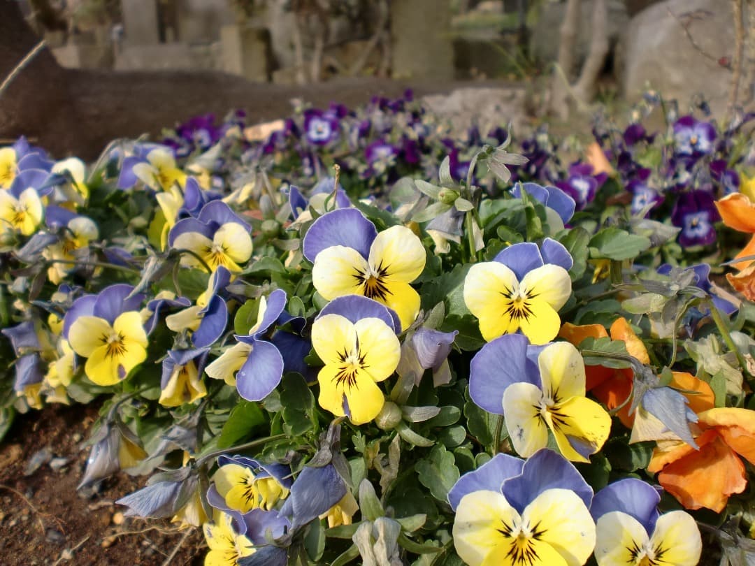 実写美⭕️【動作確認済み】CASIO EXILIM EX-Z90