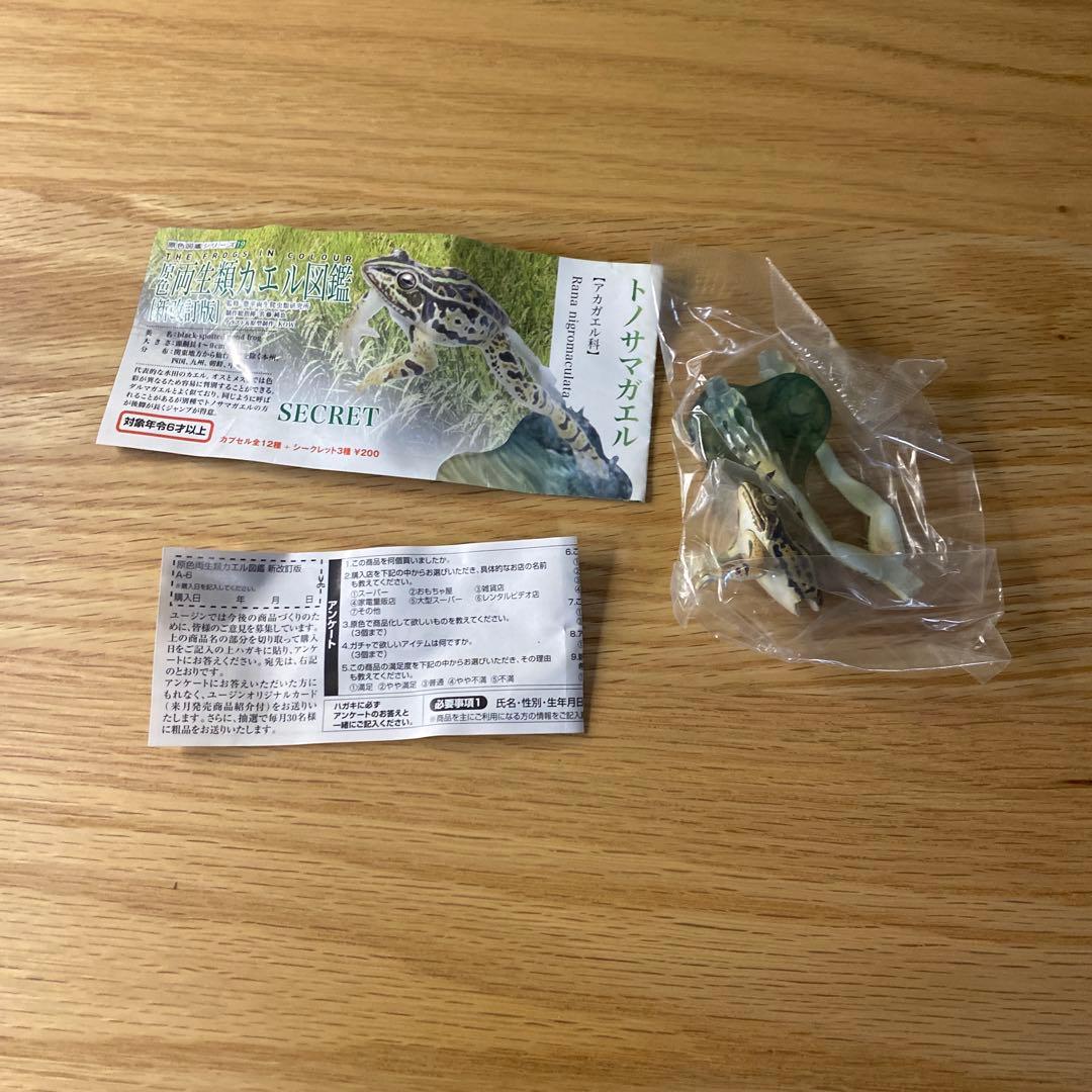 【未使用】YUJIN 原色両生類カエル図鑑　新改訂版　15種