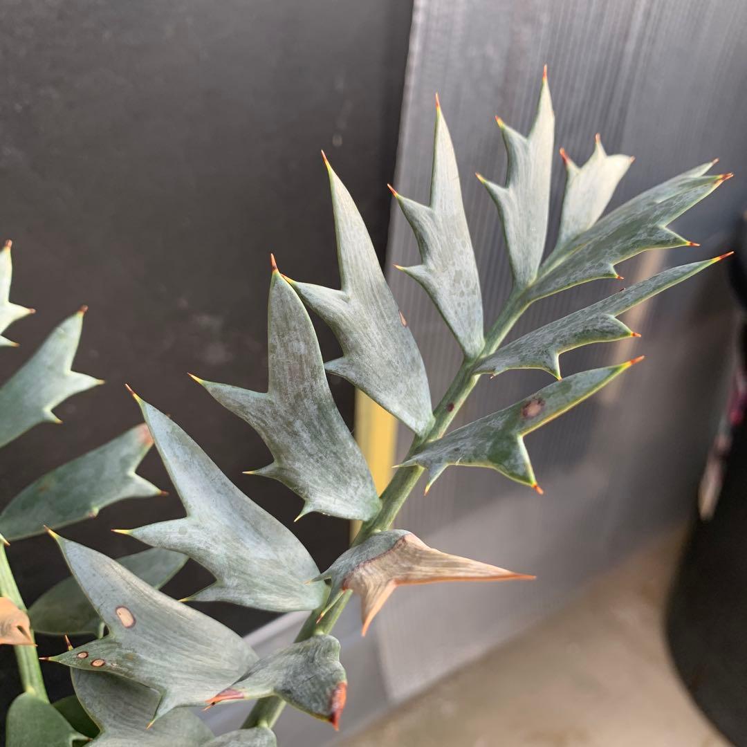 【南アフリカ産】エンセファラルトス・ホリダス（No3-3）