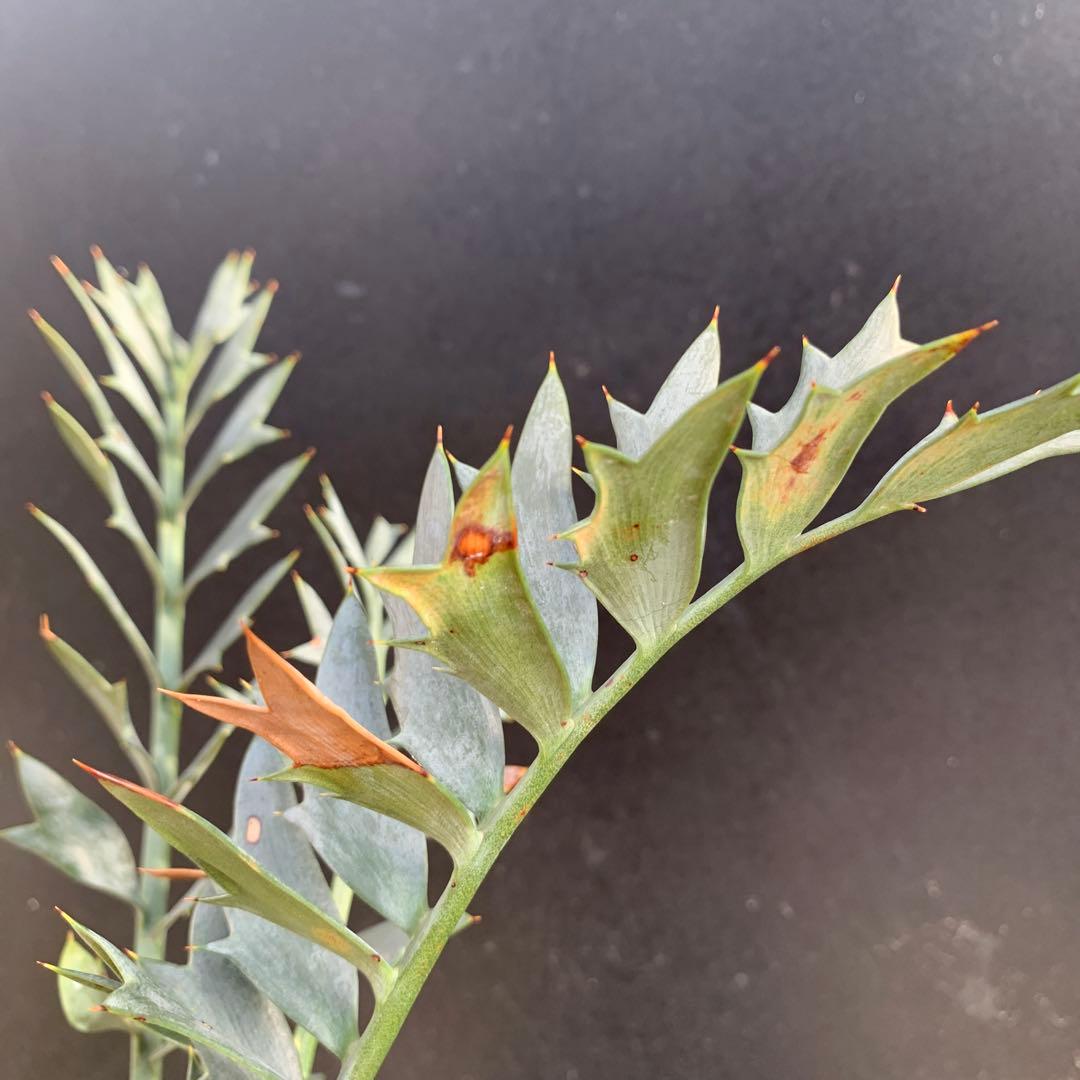 【南アフリカ産】エンセファラルトス・ホリダス（No3-3）