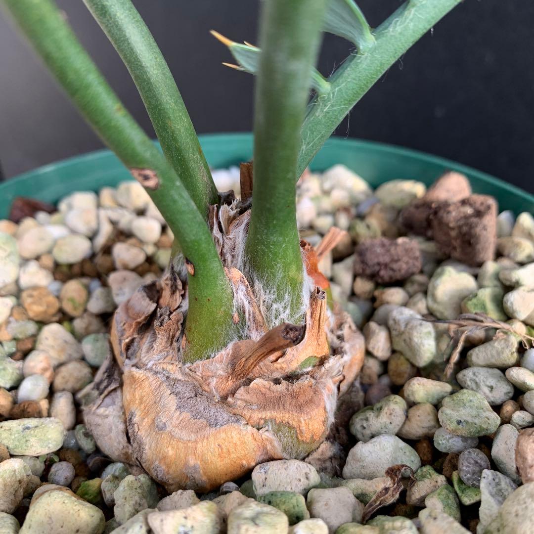 【南アフリカ産】エンセファラルトス・ホリダス（No3-3）