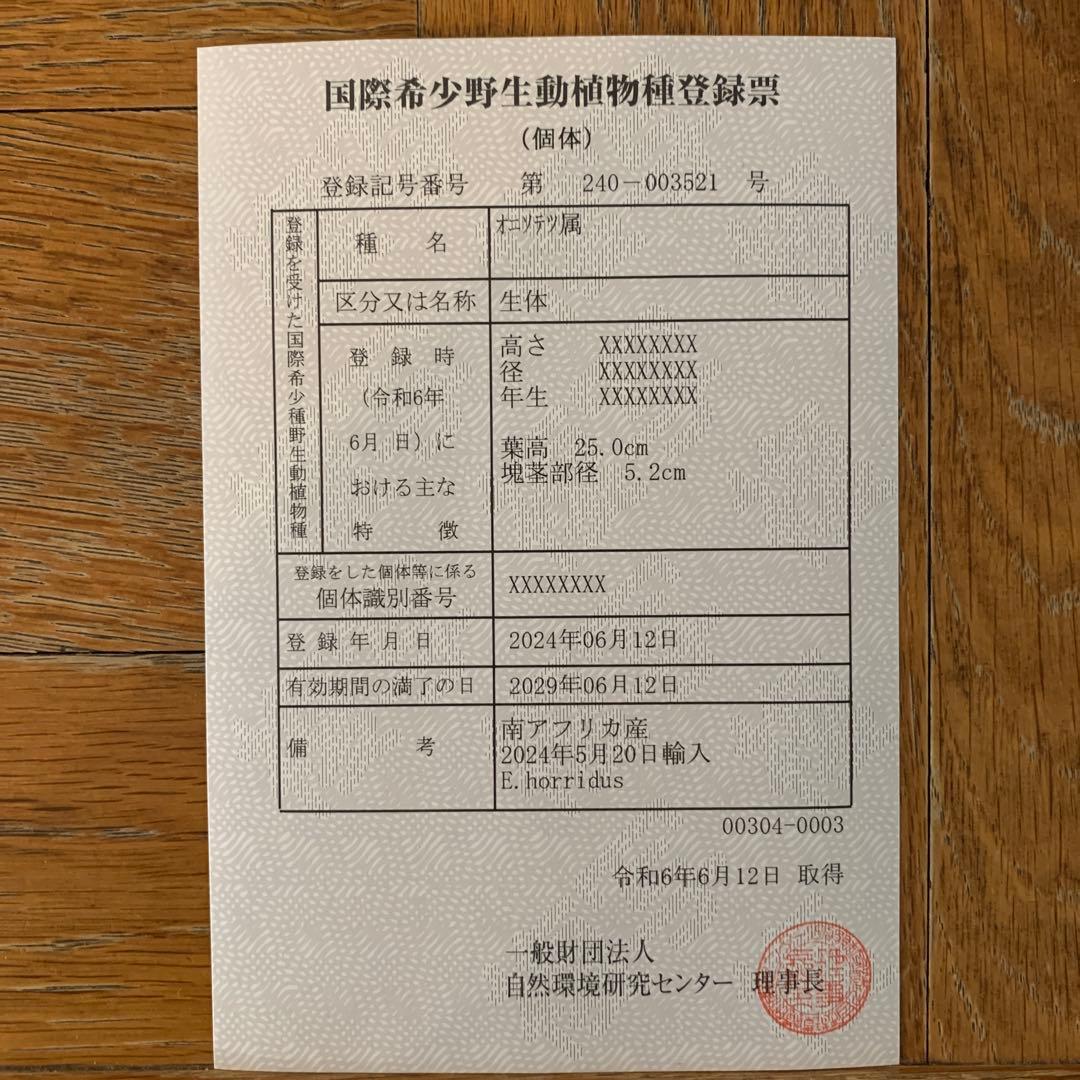 【南アフリカ産】エンセファラルトス・ホリダス（No3-3）