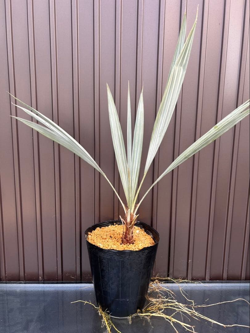 ブラヘア アルマータ H 特白個体