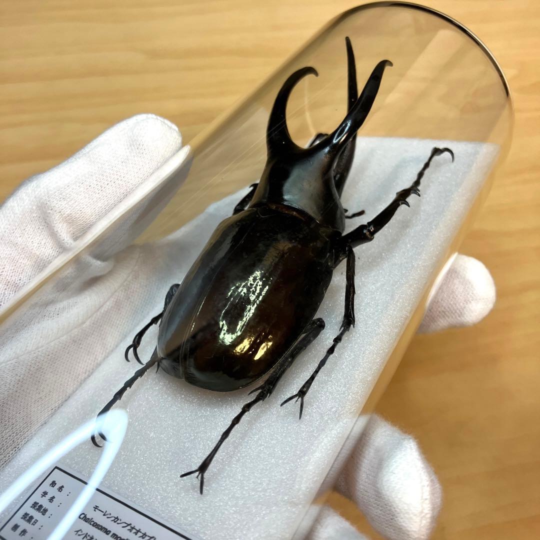 昆虫標本】モーレンカンプオオカブト ガラスケース入り - メルカリ