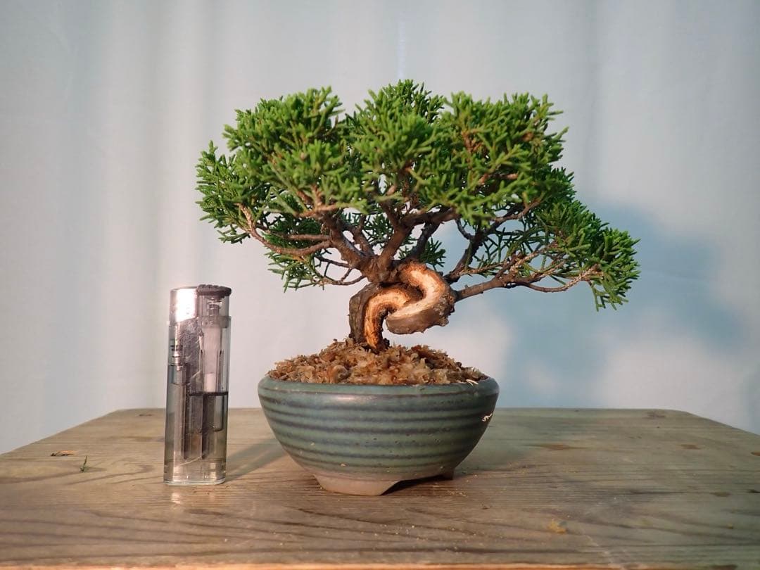 オリーブの木 ラキーノ 古木 植物 盆栽 インテリア