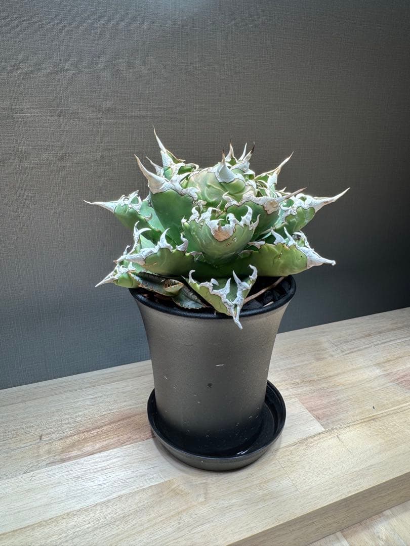 【親株】アガベ　チタノタ　 狂刺夕映