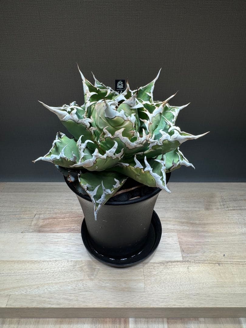 【親株】アガベ　チタノタ　 狂刺夕映