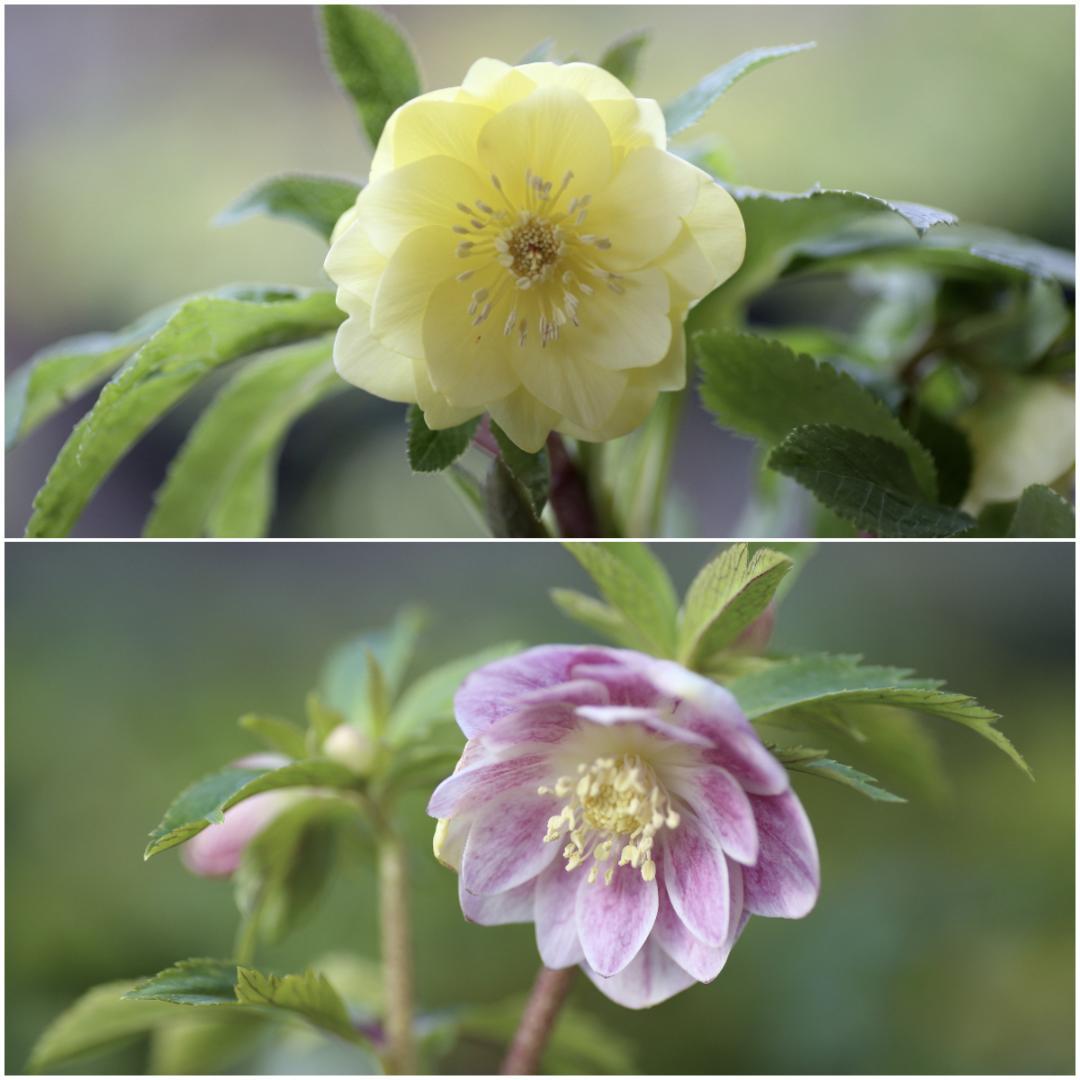 クリスマスローズ 小苗 かぐや姫×DDオキシ系いろは 八重咲きクリスマス