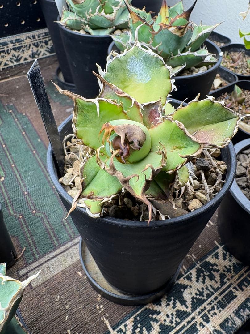 R*様 アガベ デッドヒート DEADHEAT アガベ ロウルサンコ（実生 レジ