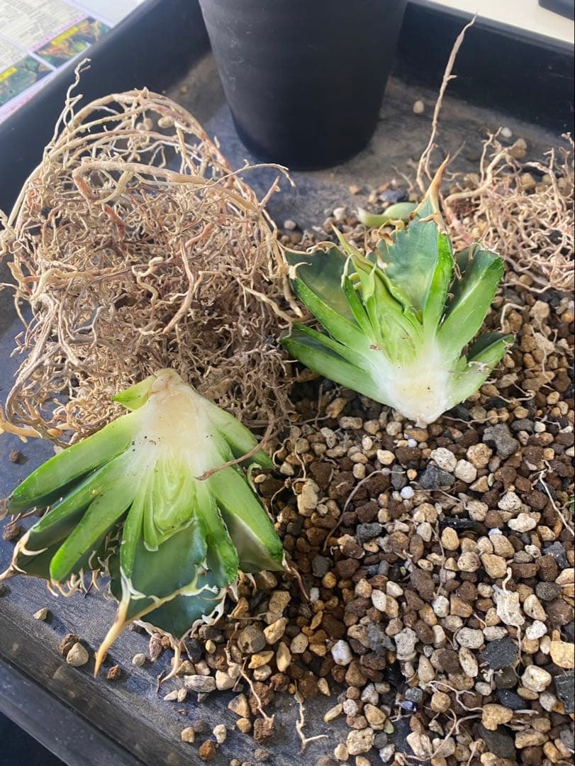 R*様 アガベ デッドヒート DEADHEAT アガベ ロウルサンコ（実生 レジ