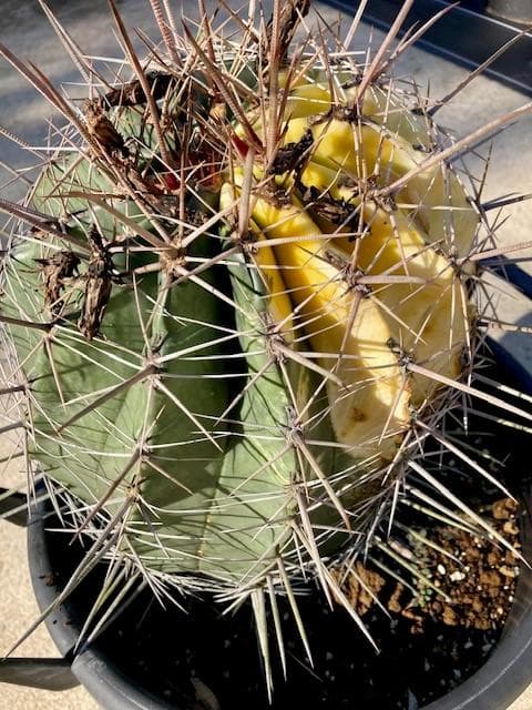 サボテン【巨鷲玉錦・斑入り】自社交配/実生/蔵出し1個限定/現品