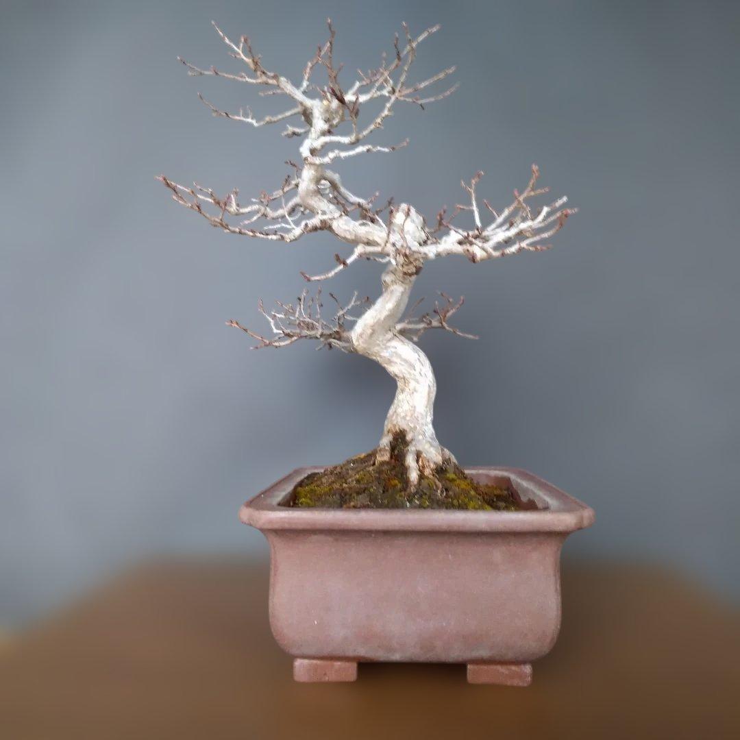 イワシデ盆栽 (岩四手盆栽)