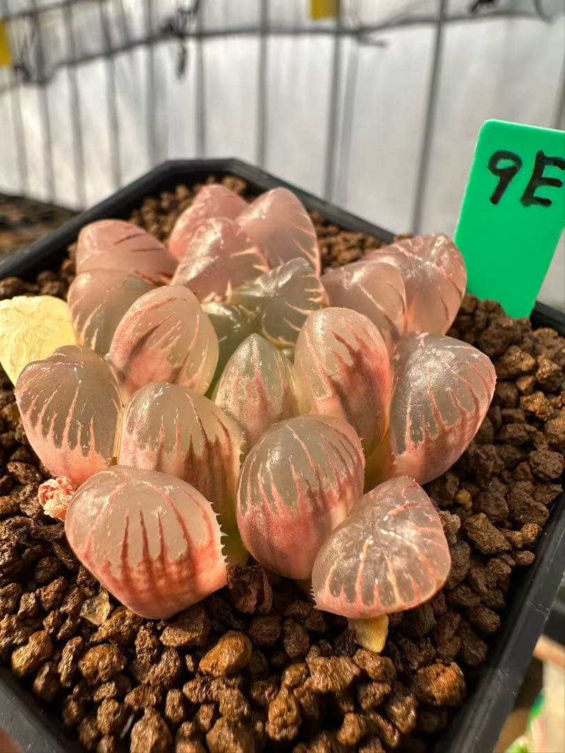 9E 多肉植物 ハオルチア 小葉紫オブツーサ錦糊斑