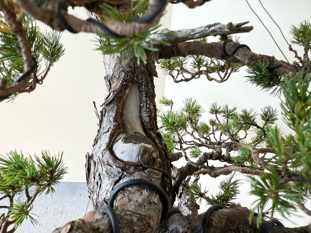 貴重・五葉松《瑞祥》太幹・サバ幹・葉性抜群・短葉！