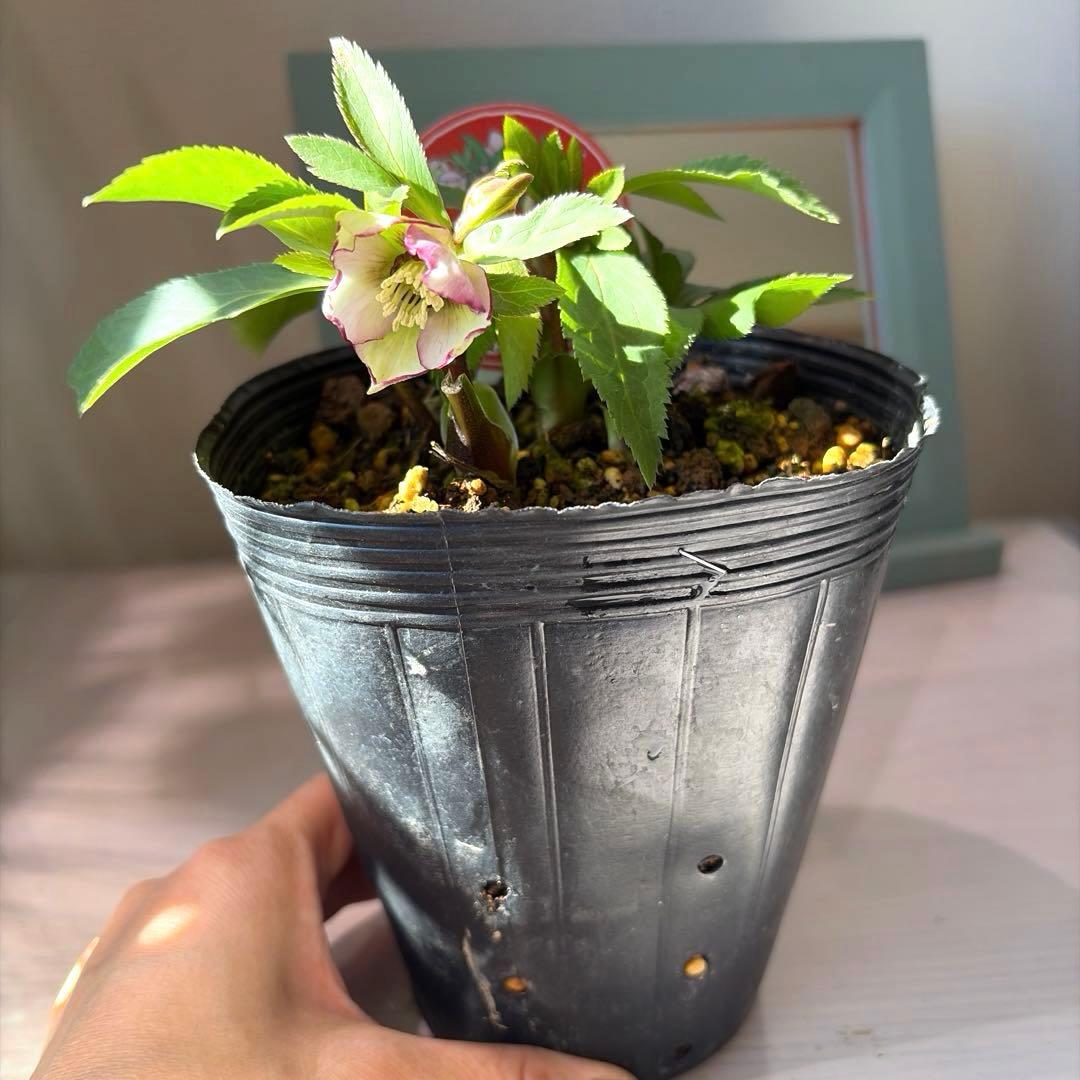 【横山園芸】クリスマスローズ ベビードール（プチドール）《1/10》バイカラー