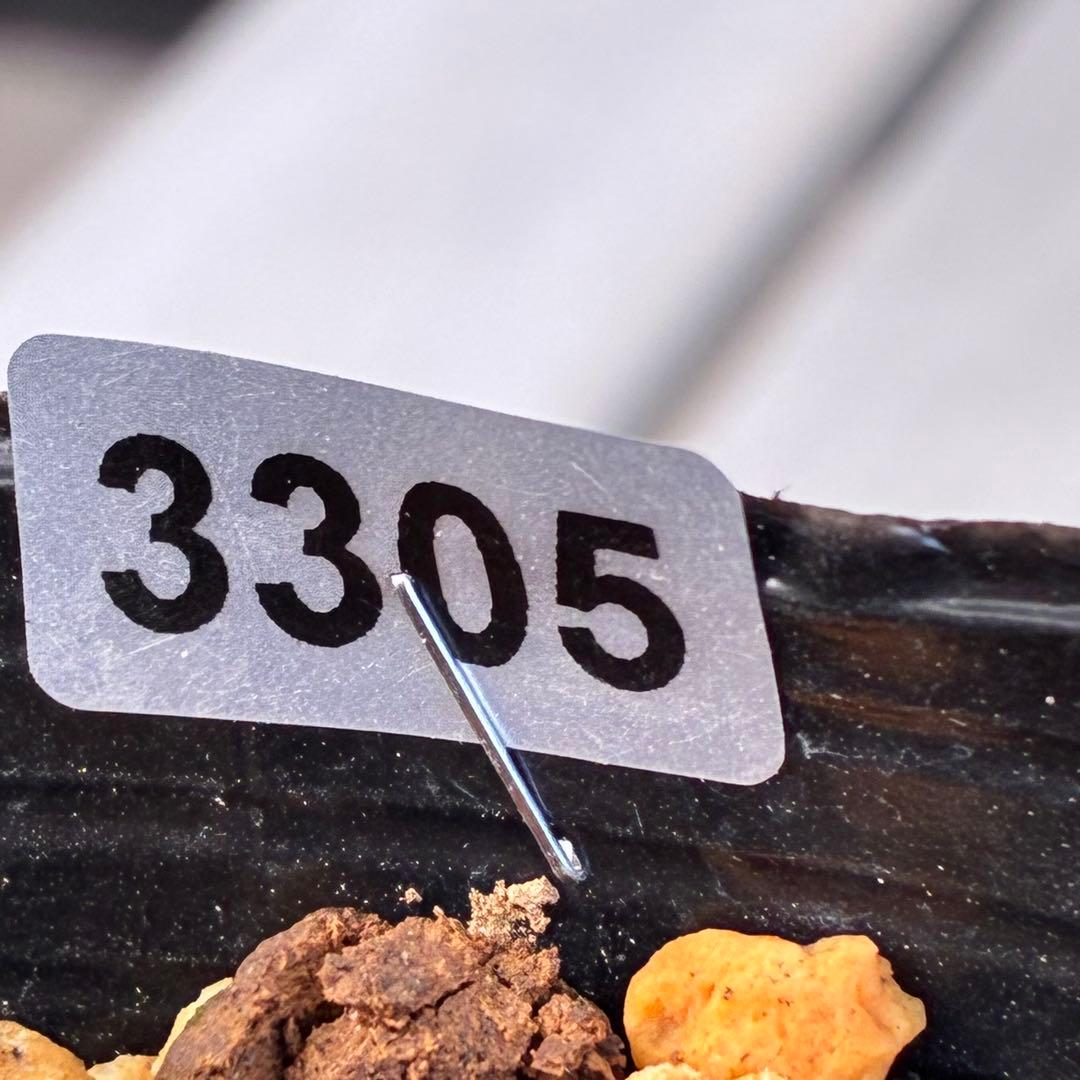 の*ん様 ☘️蕾付き☘️3305⭐️小輪⭐️超多弁⭐️アンティークカラー⭐️広瀬