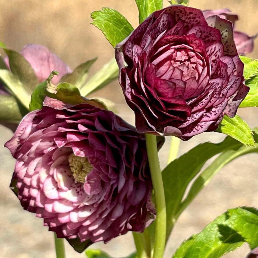 の*ん様 ☘️蕾付き☘️3305⭐️小輪⭐️超多弁⭐️アンティークカラー⭐️広瀬