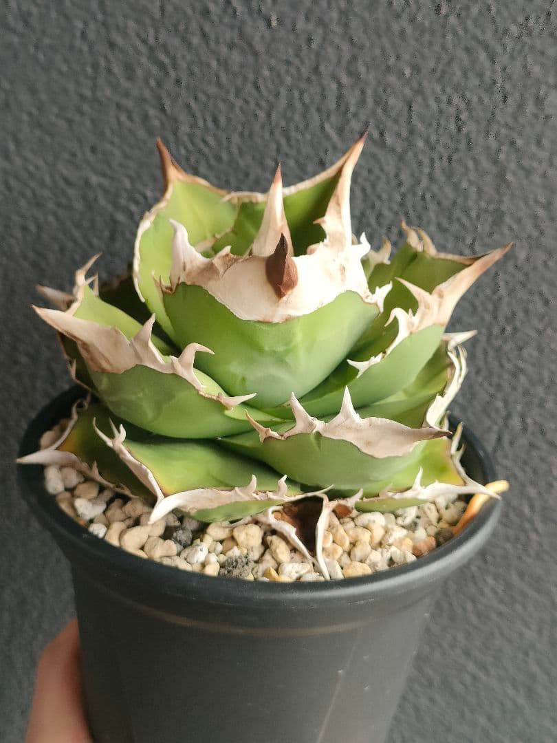 アガベ トリケラトプス 白犀牛